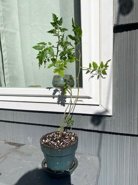 Larger Tomato Plant