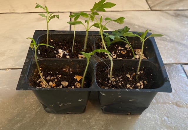 Tomato plants as they sprout