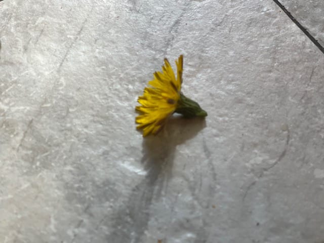 Dandelion flower bud